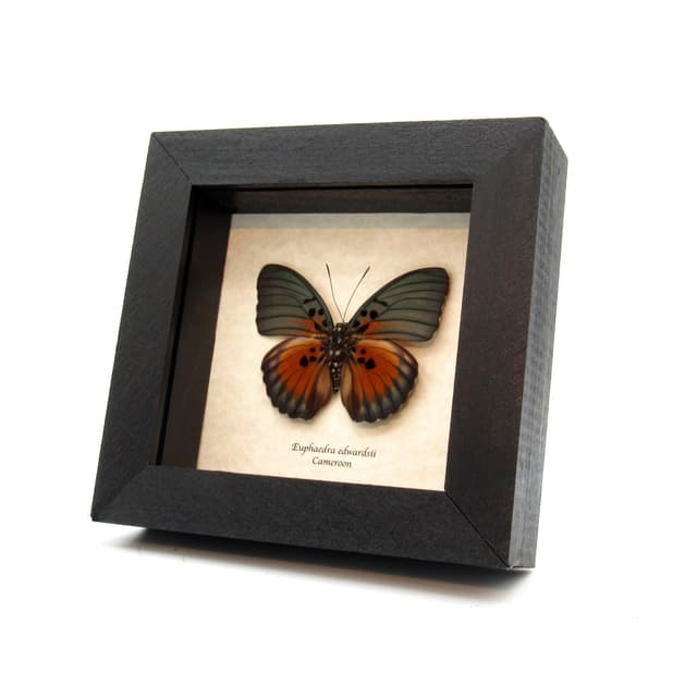 Real Forester butterfly framed taxidermy - Euphaedra edwardsii