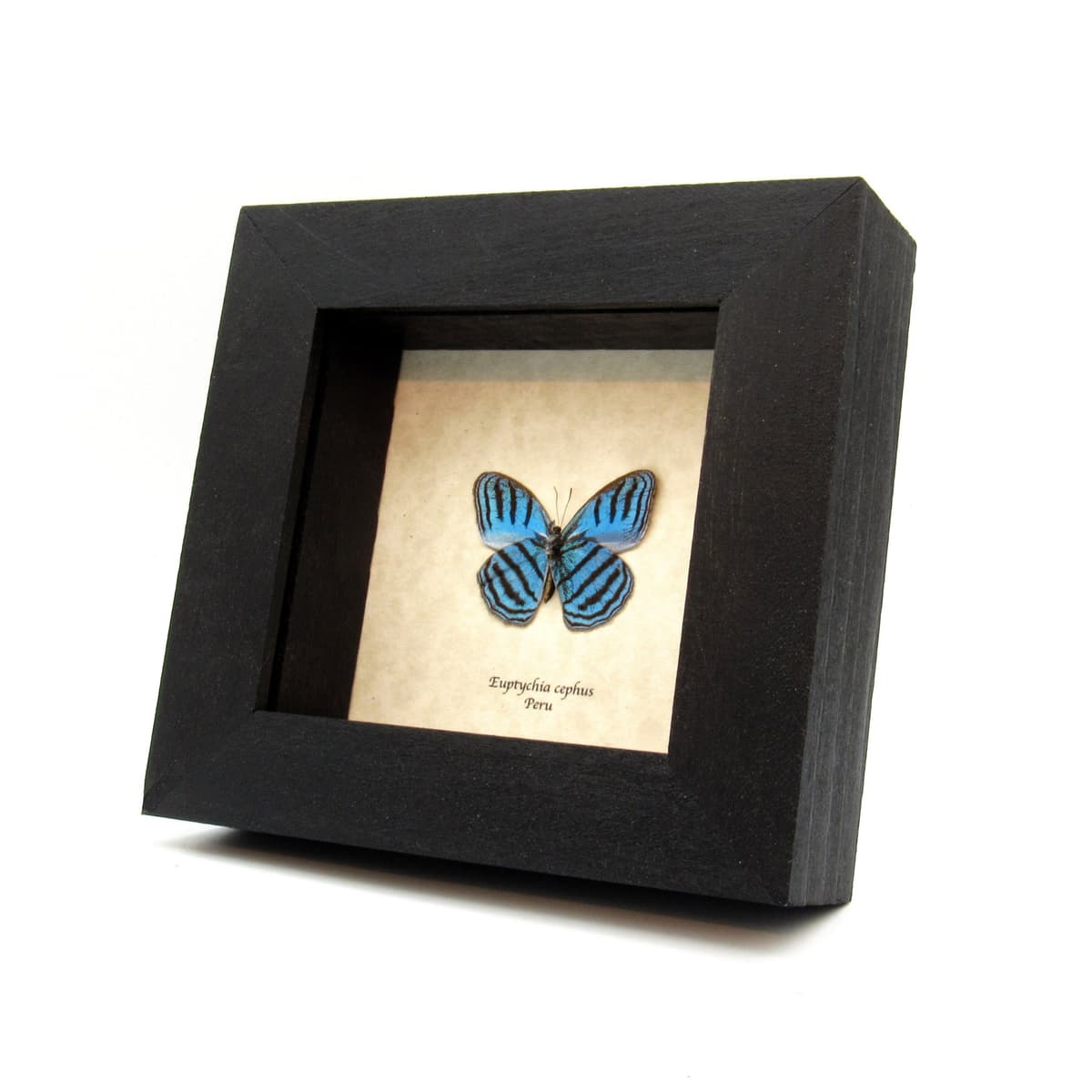 Rare metallic blue framed taxidermy butterfly - Euptychia cephus