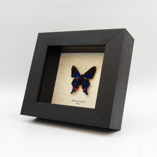 Real Metalmark butterfly framed taxidermy - Rhetus periander