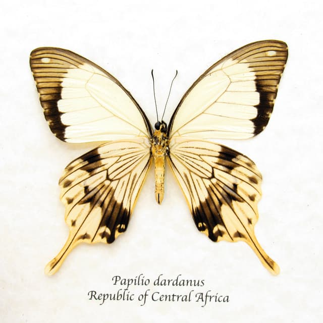 Real cream Swallowtail butterfly framed taxidermy - Papilio dardanus