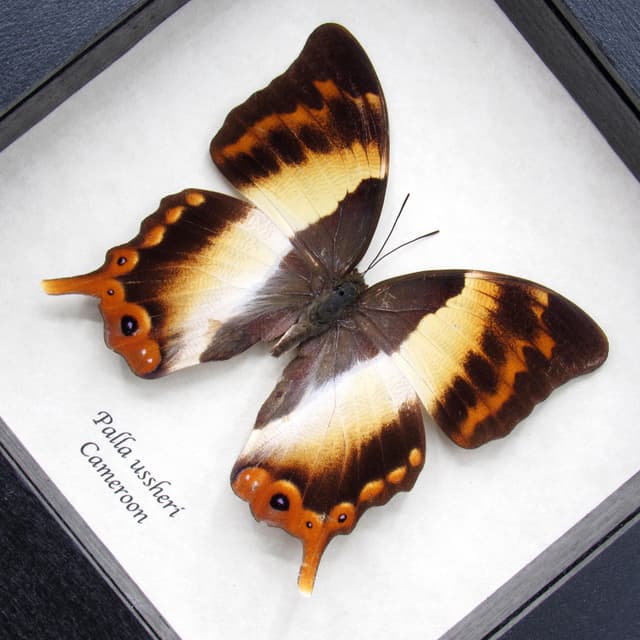 Rare female Ussher's Palla butterfly framed taxidermy - Palla ussheri
