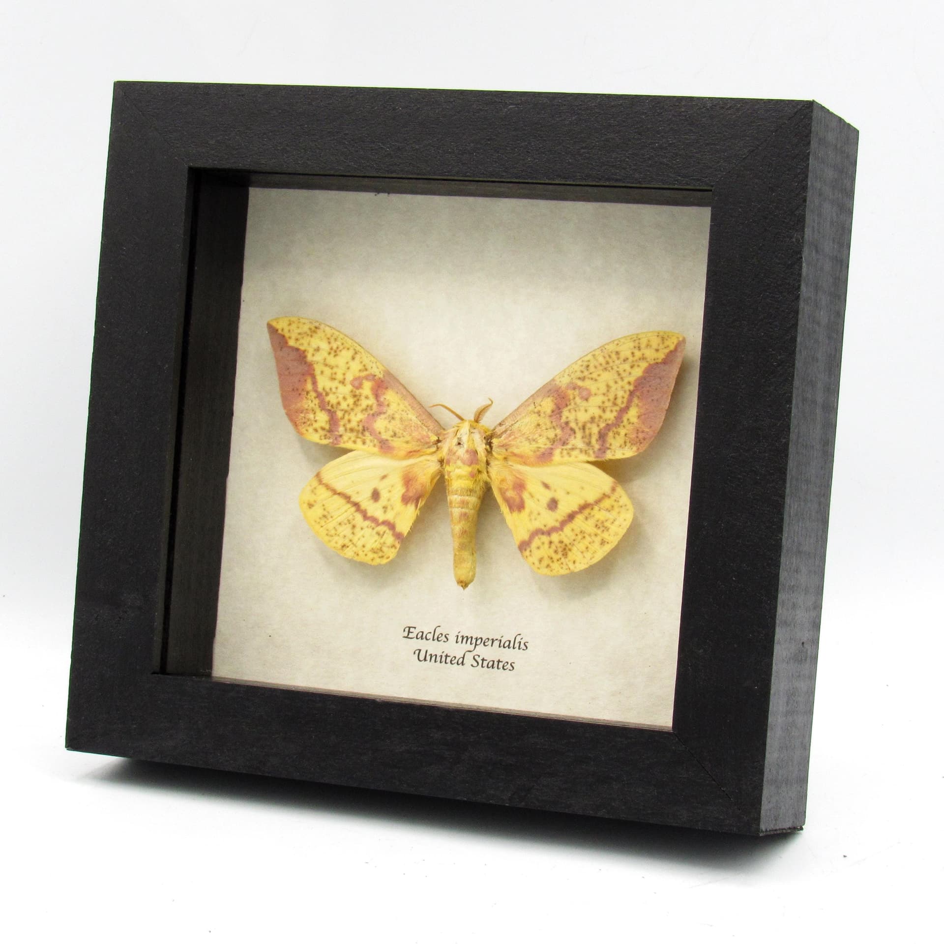 Real Imperial moth framed taxidermy - Eacles imperialis