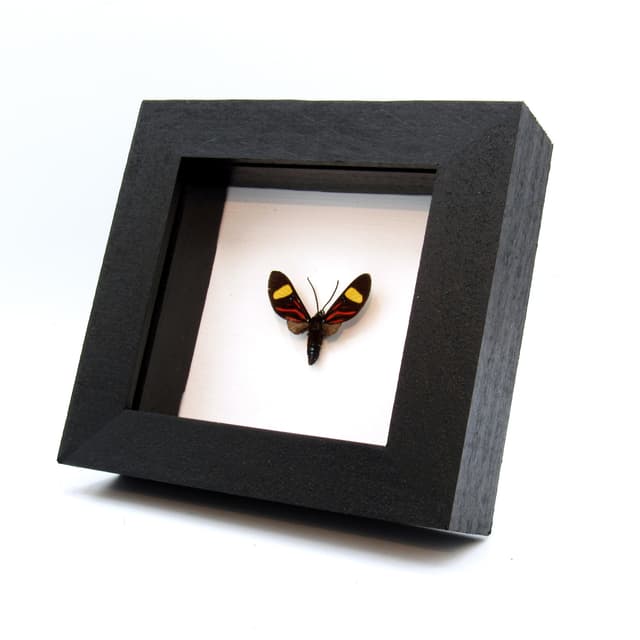 Rare red day-flying moth framed taxidermy - Zygaenidae species