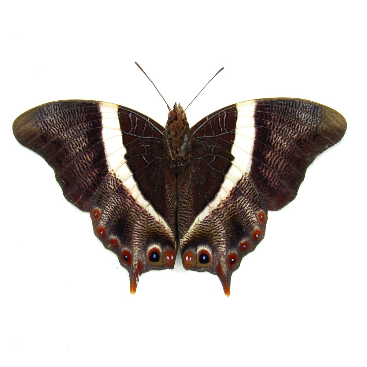 Rare Ussher's Palla butterfly framed taxidermy - Palla ussheri - Victorian mount