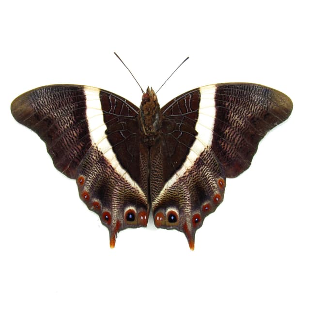 Rare Ussher's Palla butterfly framed taxidermy - Palla ussheri - Victorian mount