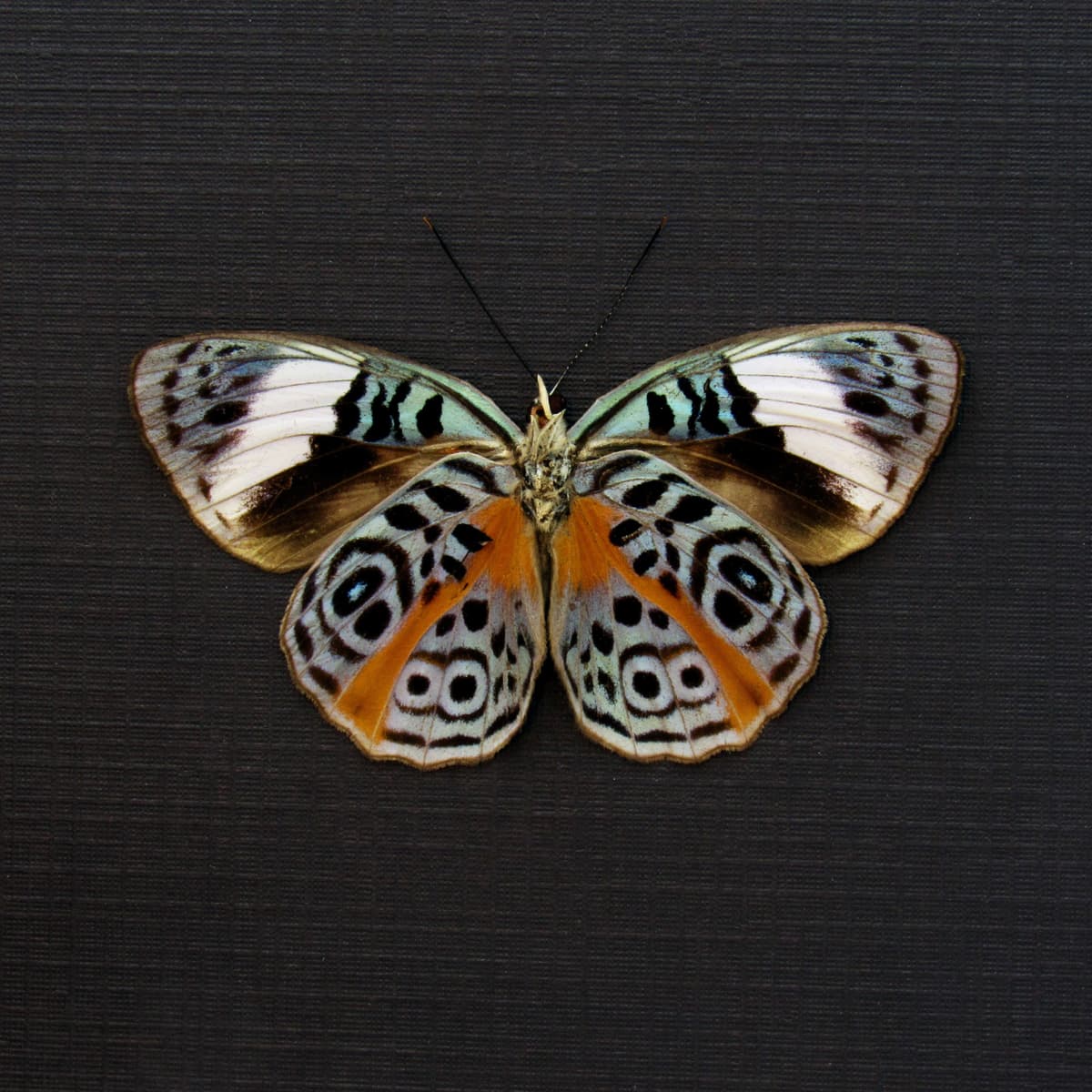 Real Glorious Purplewing butterfly framed - Eunica sophonisba - female - Victorian mount