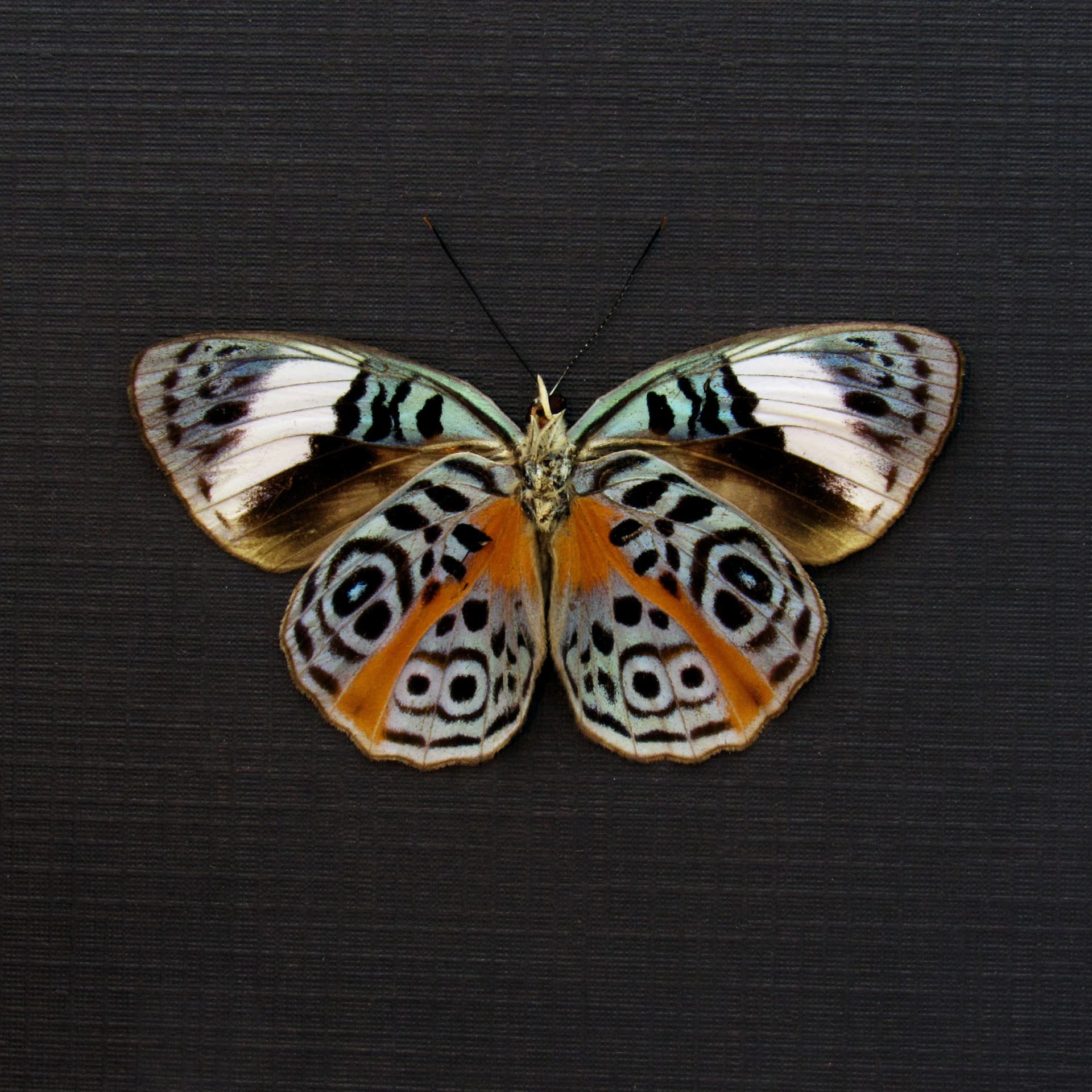 Real Glorious Purplewing butterfly framed - Eunica sophonisba - female - Victorian mount