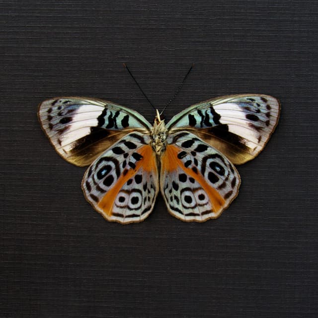 Real Glorious Purplewing butterfly framed - Eunica sophonisba - female - Victorian mount