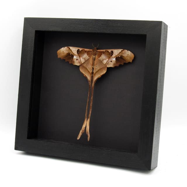 Rare Saturn moth framed taxidermy - Copiopteryx jehova - Victorian mount