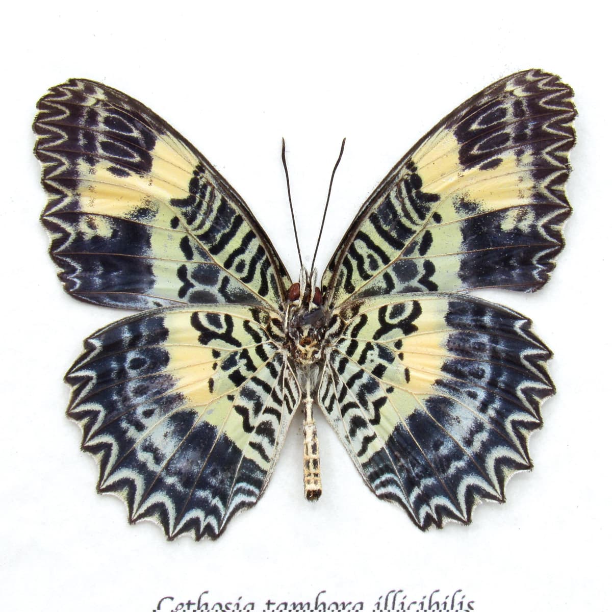 Rare lavender Lacewing butterfly framed specimen - Cethosia tambora illicibilis