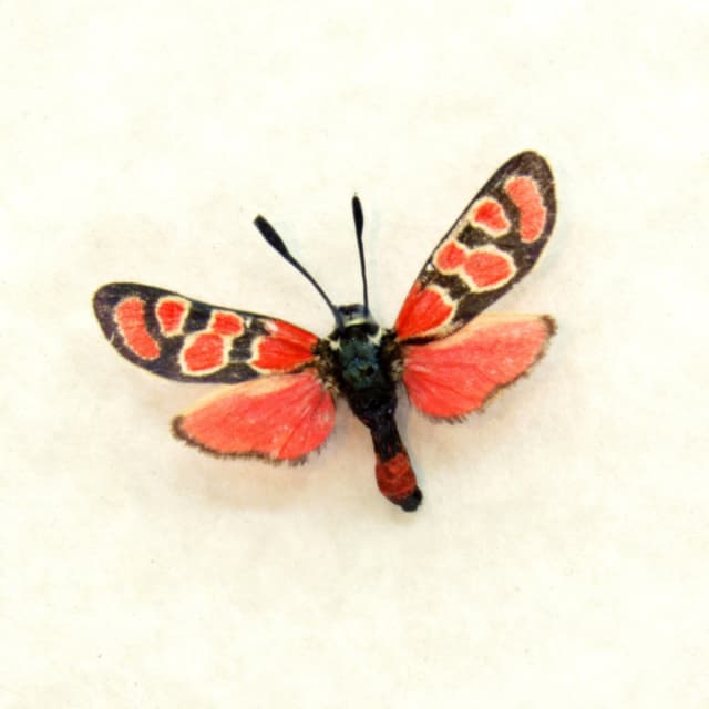Real tiny red Eastern Burnet moth framed taxidermy - Zygaena carniolica
