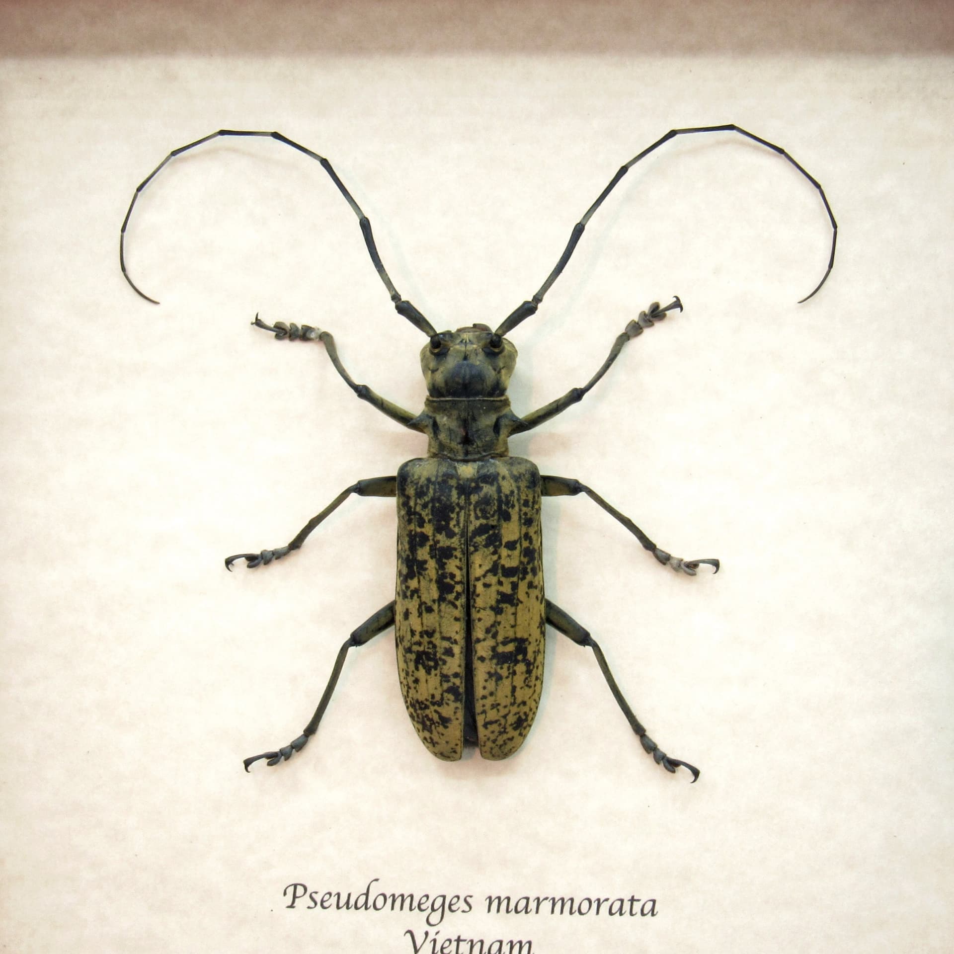 Very large real Longhorn beetle framed taxidermy - Pseudomeges marmoratus