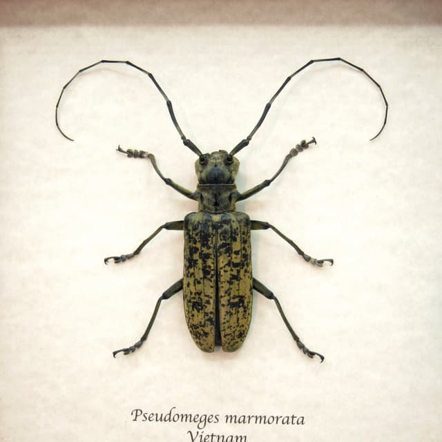 Very large real Longhorn beetle framed taxidermy - Pseudomeges marmoratus
