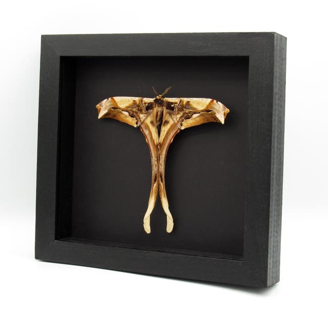 Rare Giant Saturn moth framed taxidermy - Copiopteryx derceto - Victorian mount
