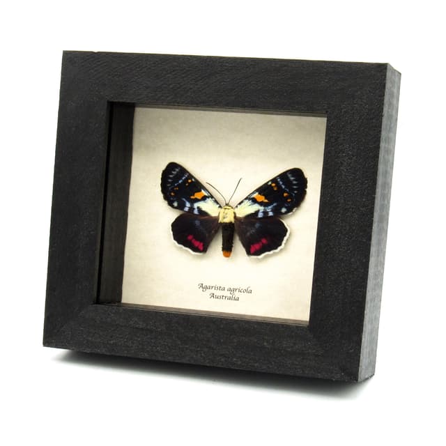 Rare Australian Joseph's Coat moth framed specimen - Agarista agricola - large female