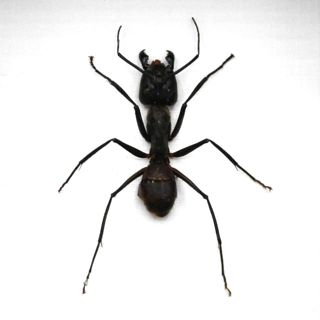 Real Giant Forest Ant framed taxidermy - Dinomyrmex gigas