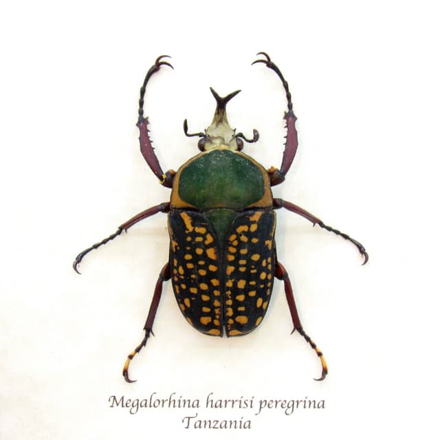 Real framed flower beetle taxidermy - Megalorrhina harrisi peregrina