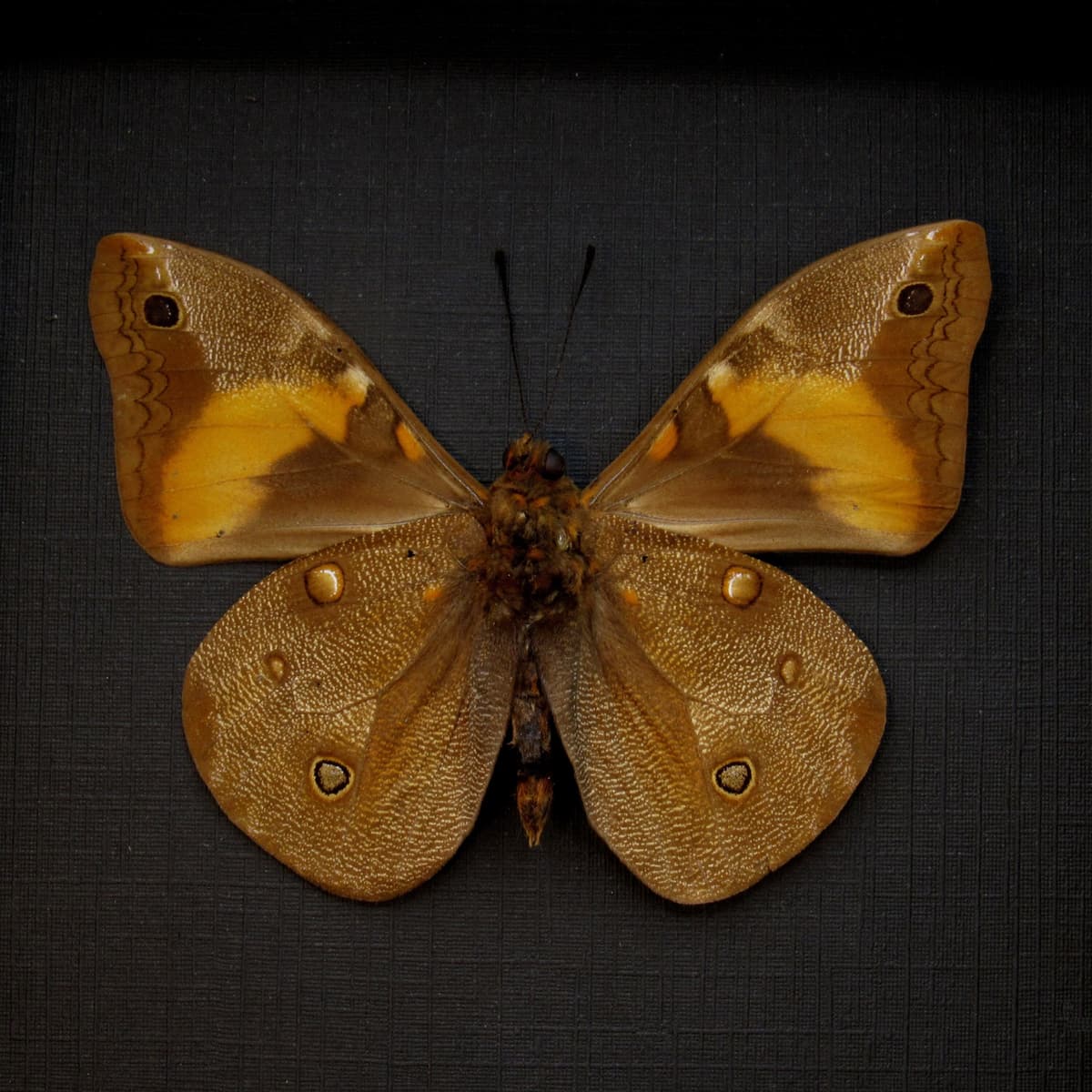 Real Coconut Caterpillar butterfly framed taxidermy - Brassolis sophorae