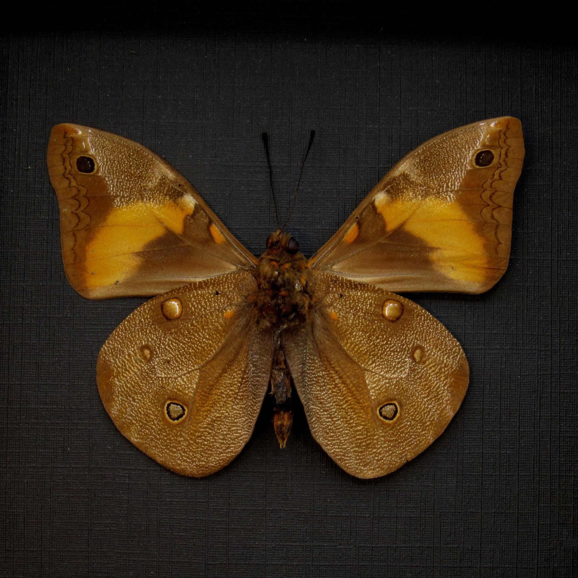 Real Coconut Caterpillar butterfly framed taxidermy - Brassolis sophorae