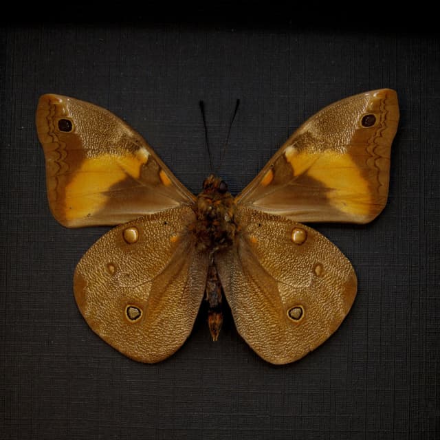 Real Coconut Caterpillar butterfly framed taxidermy - Brassolis sophorae