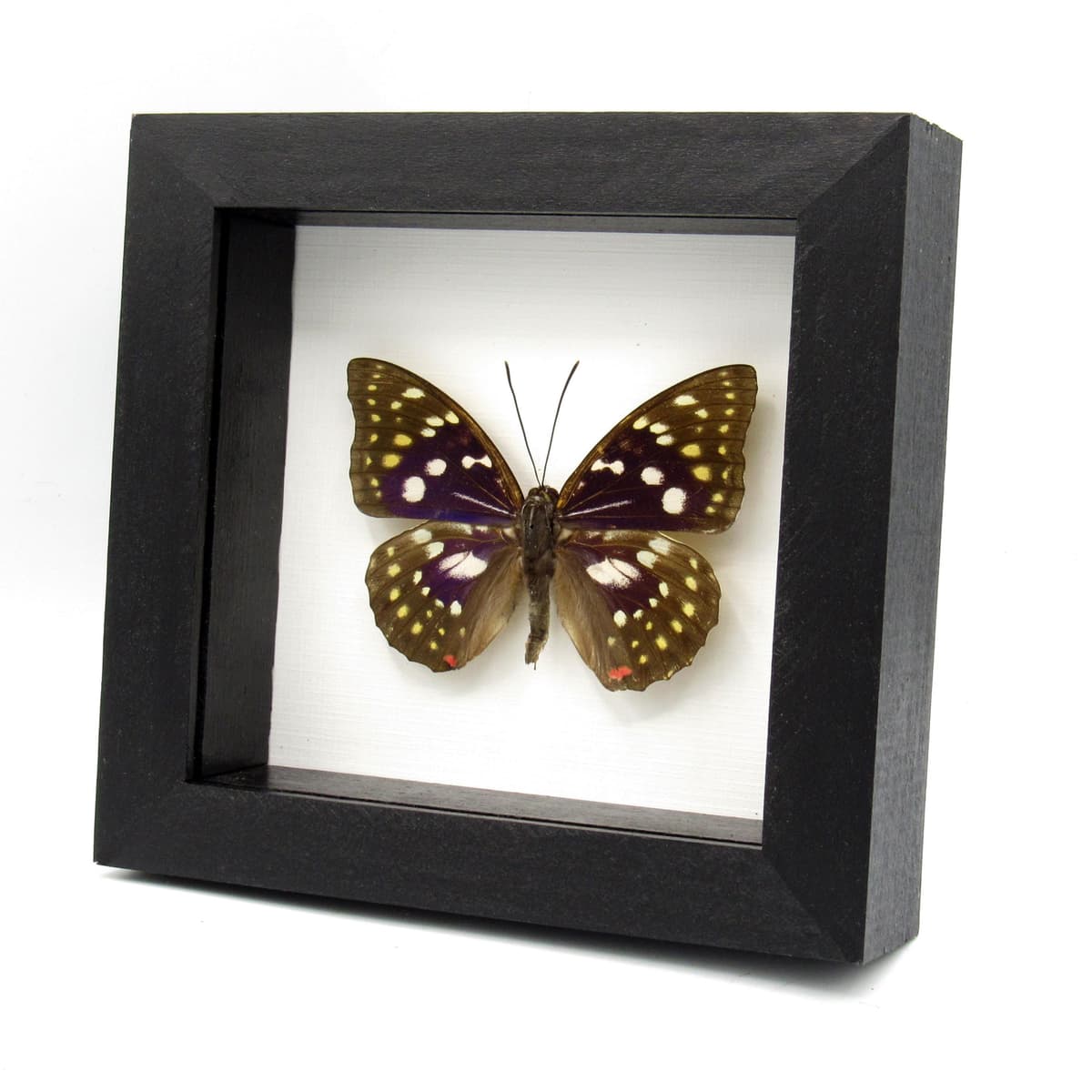 Real Purple Emperor butterfly framed taxidermy - Sasakia charonda