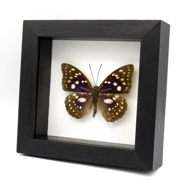 Real Purple Emperor butterfly framed taxidermy - Sasakia charonda
