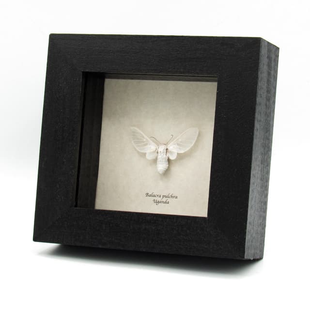 Rare white Erebid moth framed taxidermy - Balacra pulchra