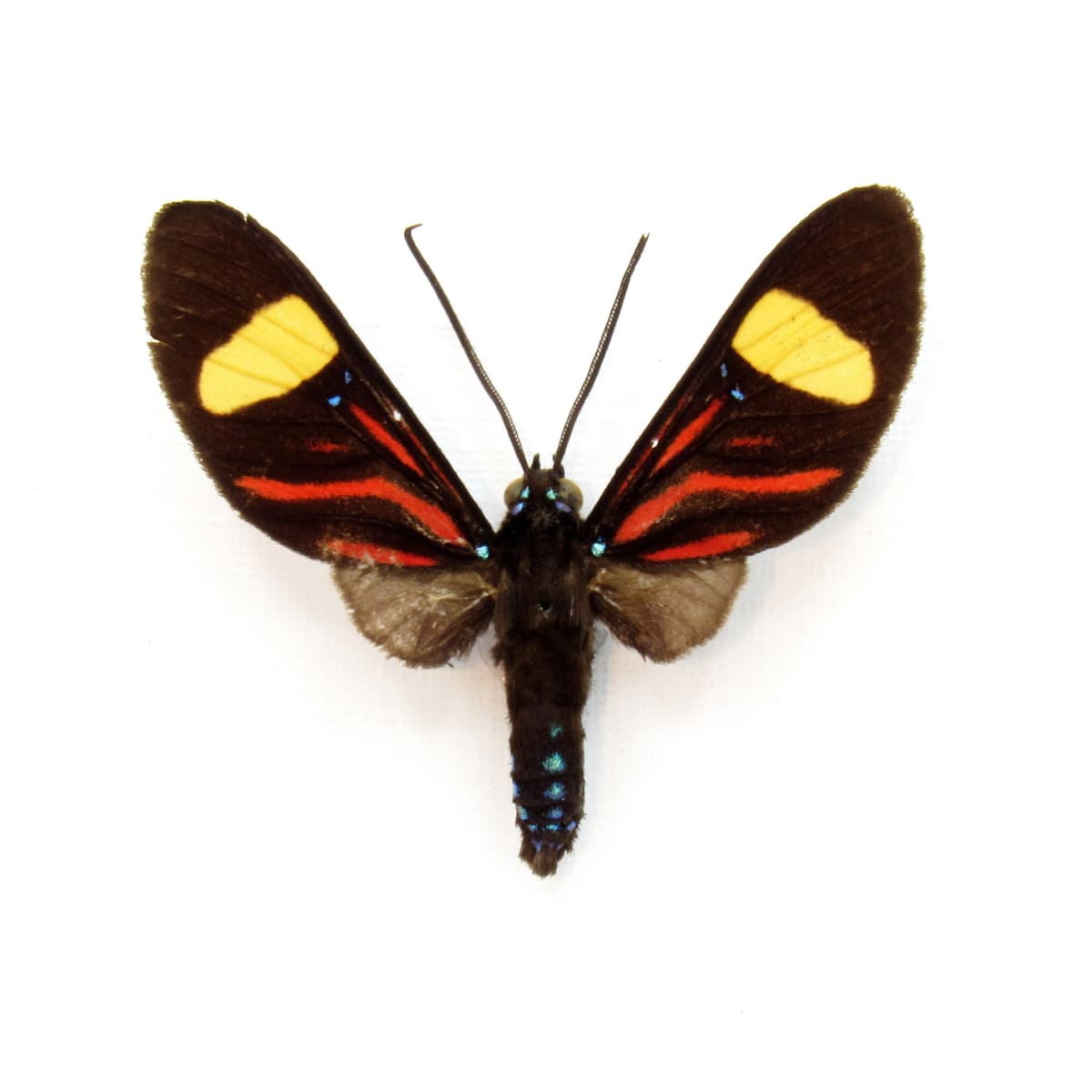 Rare red day-flying moth framed taxidermy - Zygaenidae species