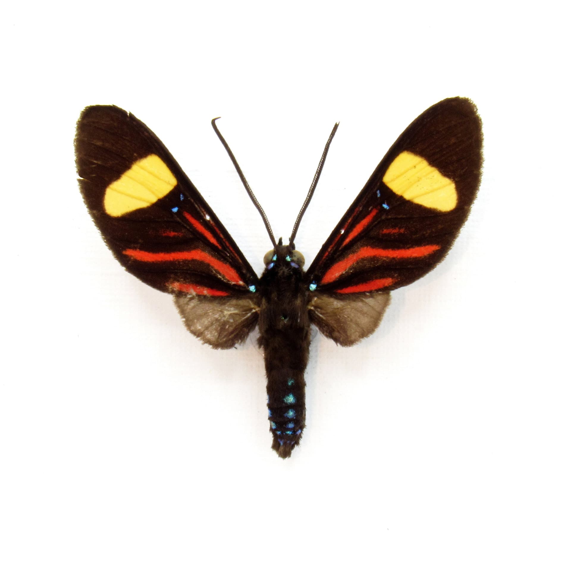 Rare red day-flying moth framed taxidermy - Zygaenidae species