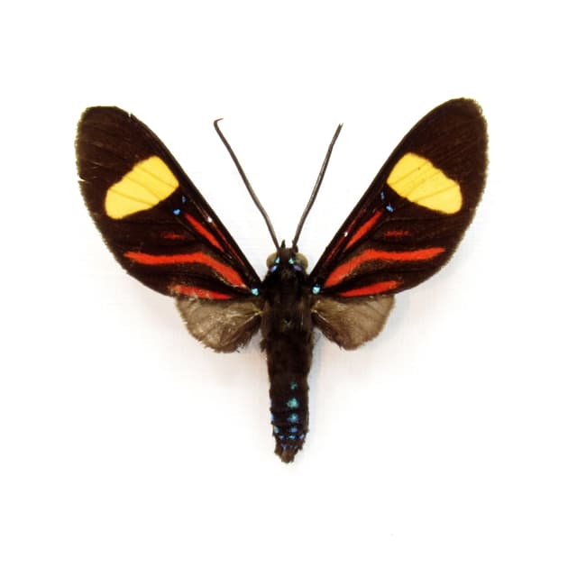 Rare red day-flying moth framed taxidermy - Zygaenidae species