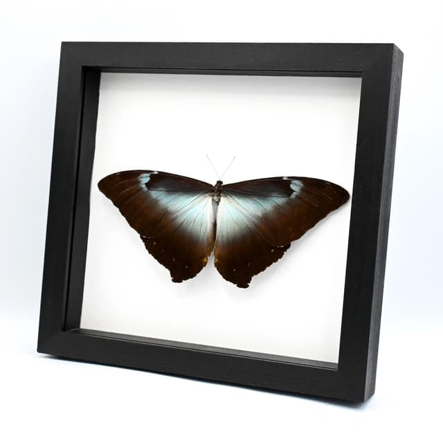 Real XL framed Blue Morpho butterfly taxidermy - Morpho cisseis gahua - Victorian mount
