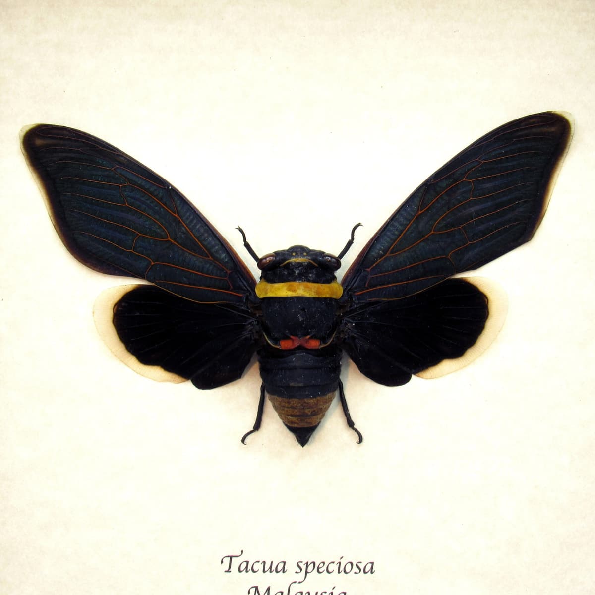 Rare Giant Black Rainforest Cicada framed taxidermy - Tacua speciosa
