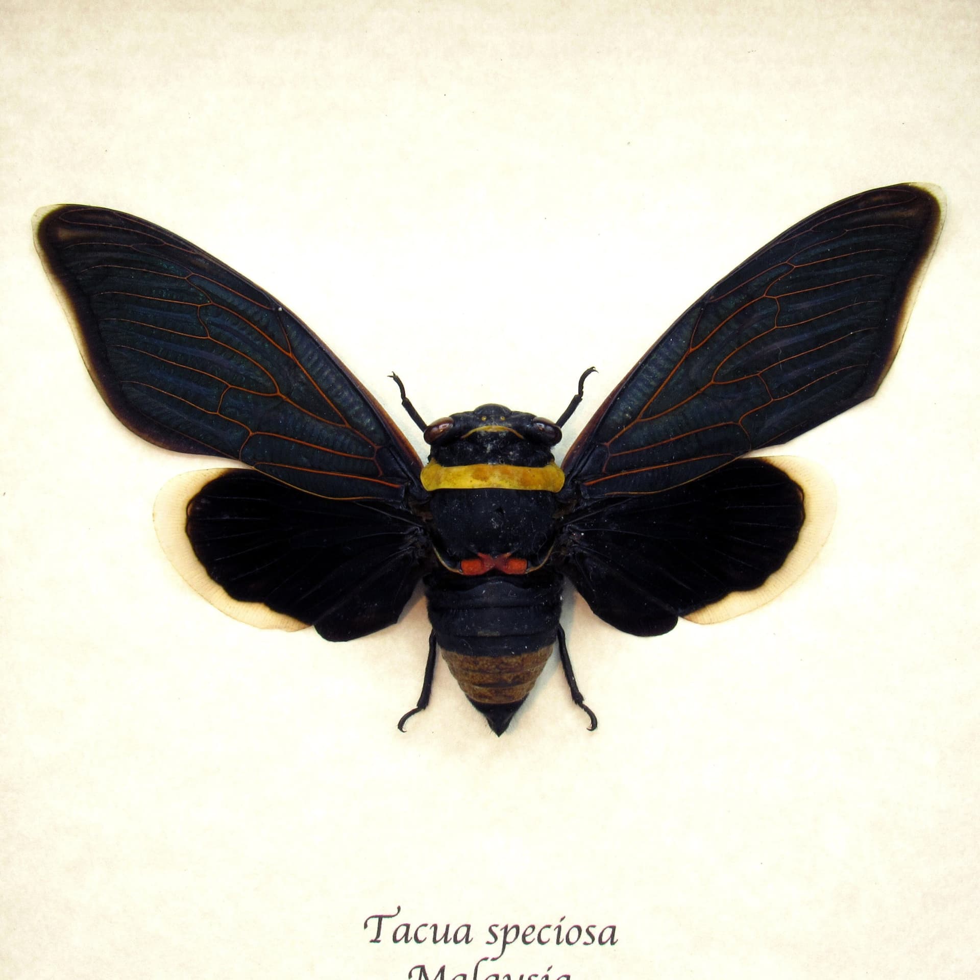 Rare Giant Black Rainforest Cicada framed taxidermy - Tacua speciosa