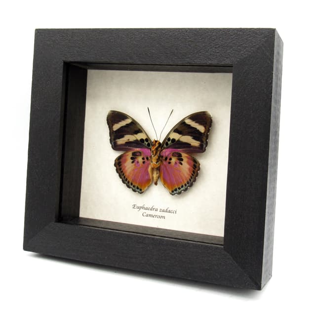 Rare Zaddach's Mimic Forester butterfly framed specimen - Euphaedra zadacci