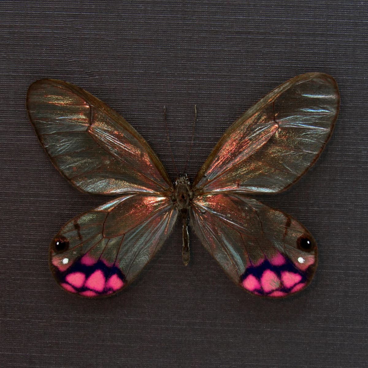 Rare pink female glasswing butterfly framed taxidermy - Cithaerias pyropina - large female