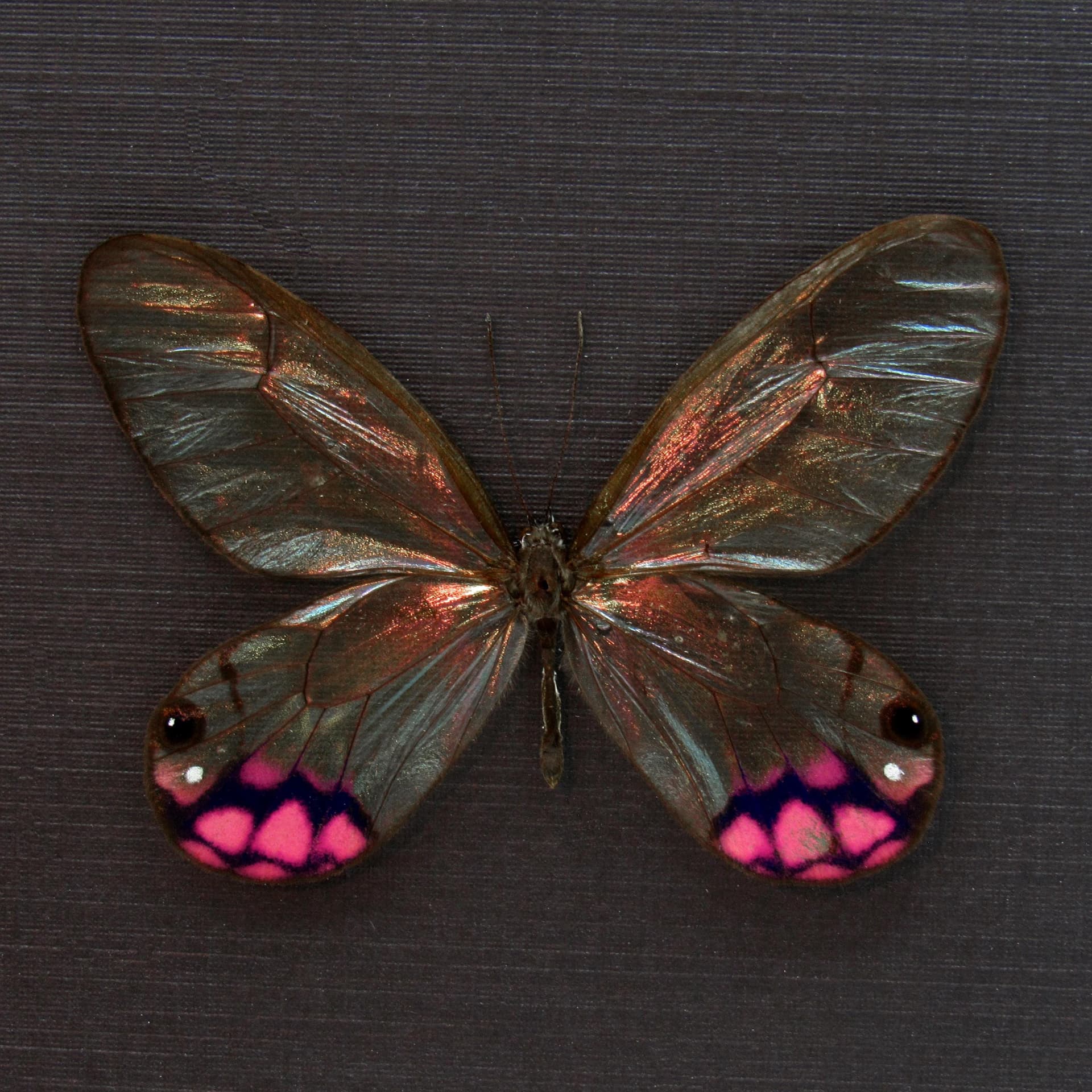Rare pink female glasswing butterfly framed taxidermy - Cithaerias pyropina - large female