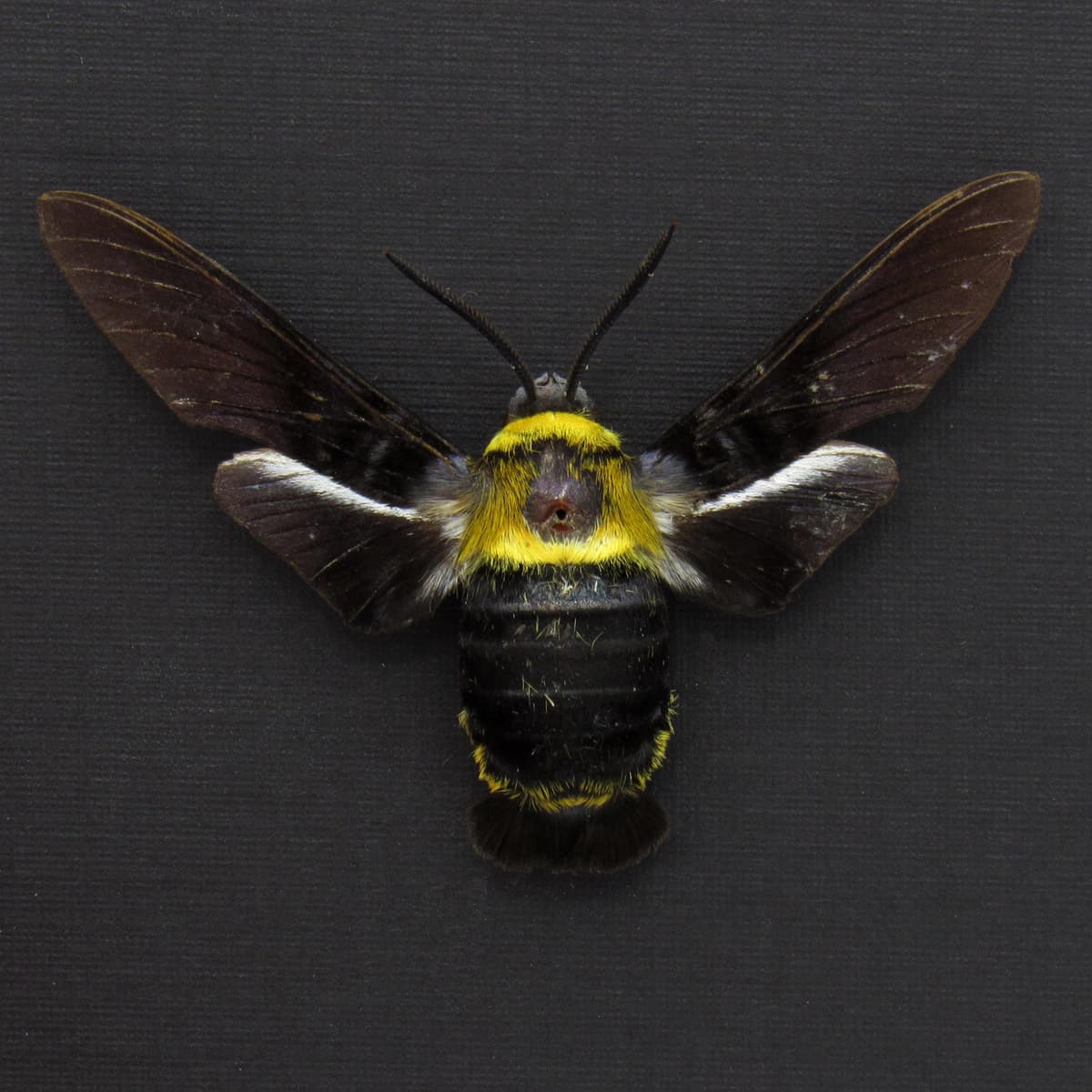 Rare Eastern Carpenter-bee Hawkmoth framed taxidermy - Sataspes xylocoparis