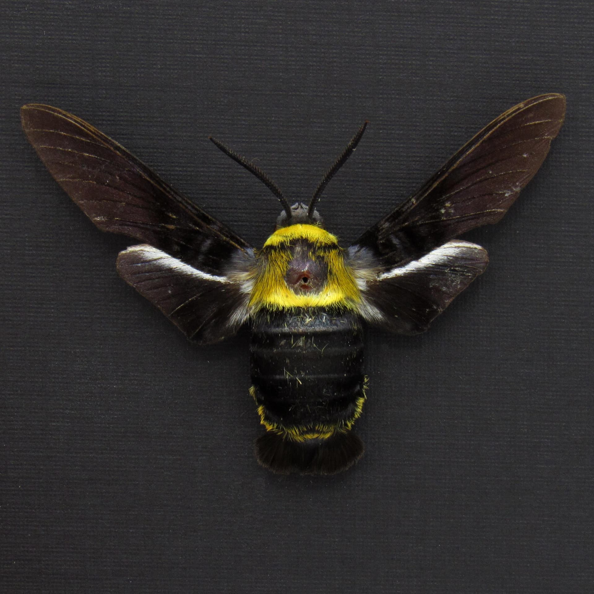 Rare Eastern Carpenter-bee Hawkmoth framed taxidermy - Sataspes xylocoparis