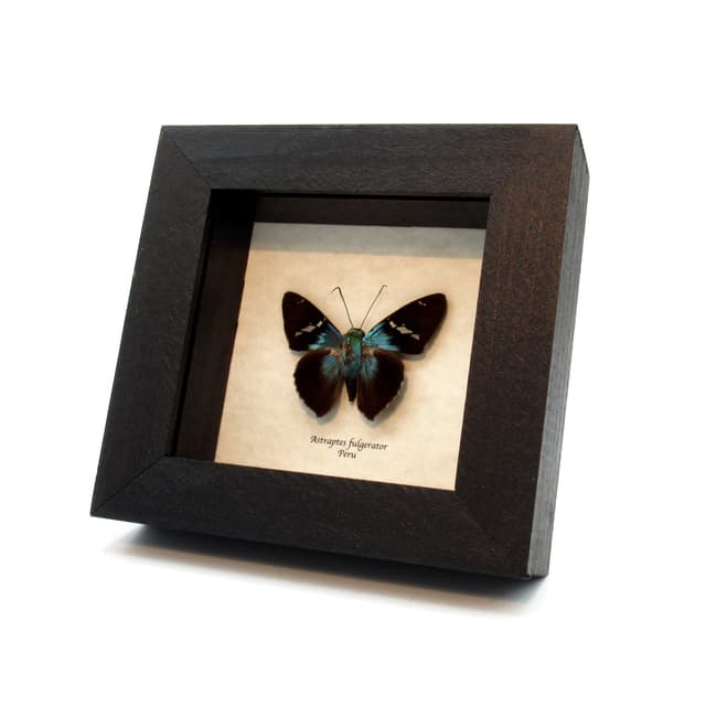 Real metallic Two-barbed Flasher butterfly framed taxidermy - Astraptes fulgerator