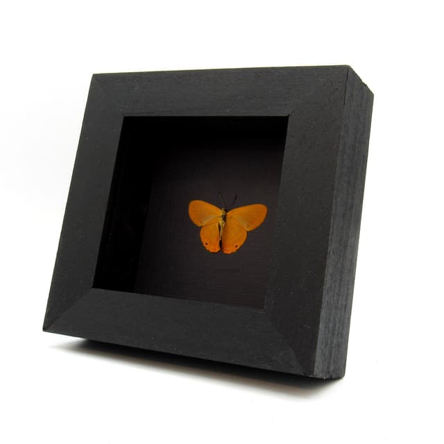 Real orange Metalmark butterfly framed taxidermy - Riodinidae species - Victorian mount