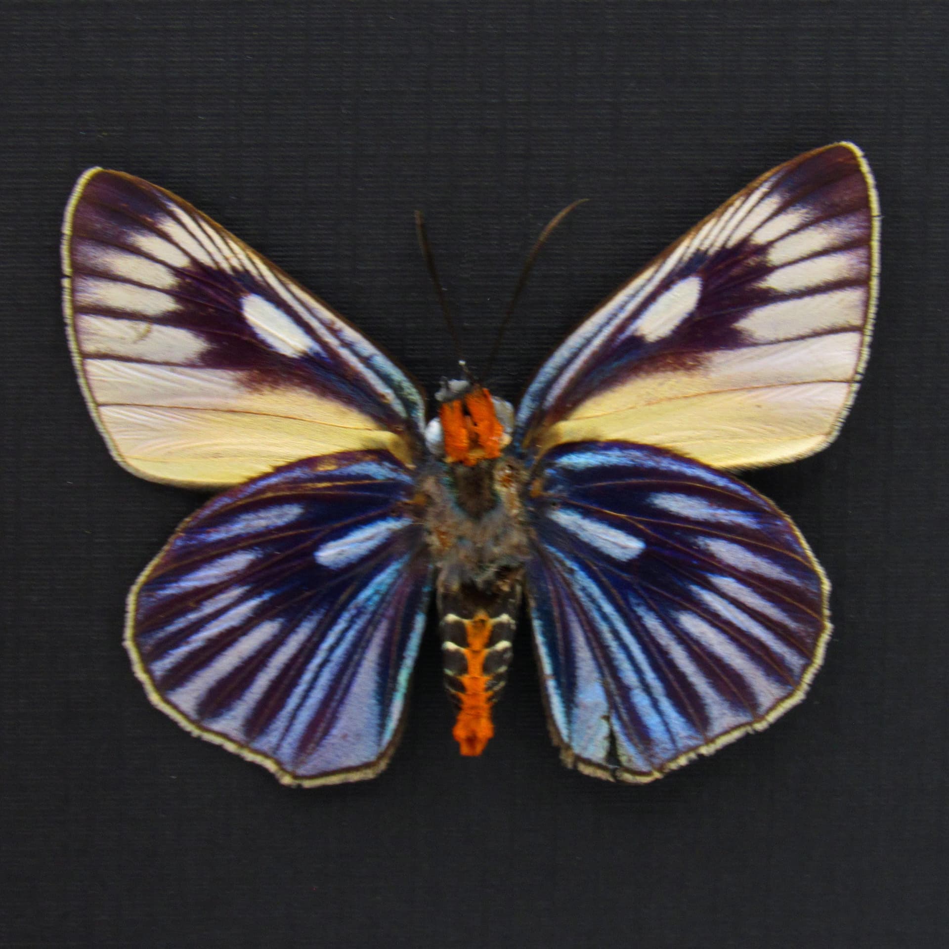 Rare Giant Blue Skipper butterfly framed taxidermy - Burara imperialis - minor damage