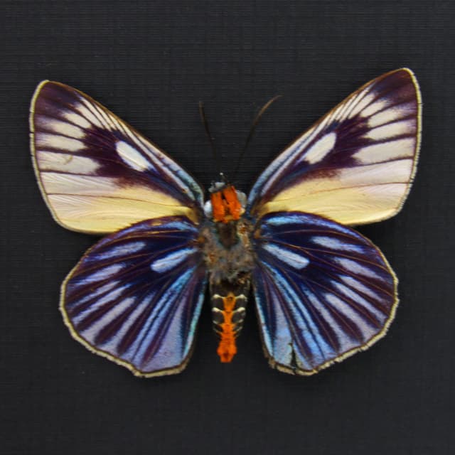 Rare Giant Blue Skipper butterfly framed taxidermy - Burara imperialis - minor damage