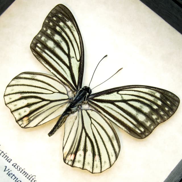 Real pale green butterfly framed taxidermy - Hestina assimilis mena