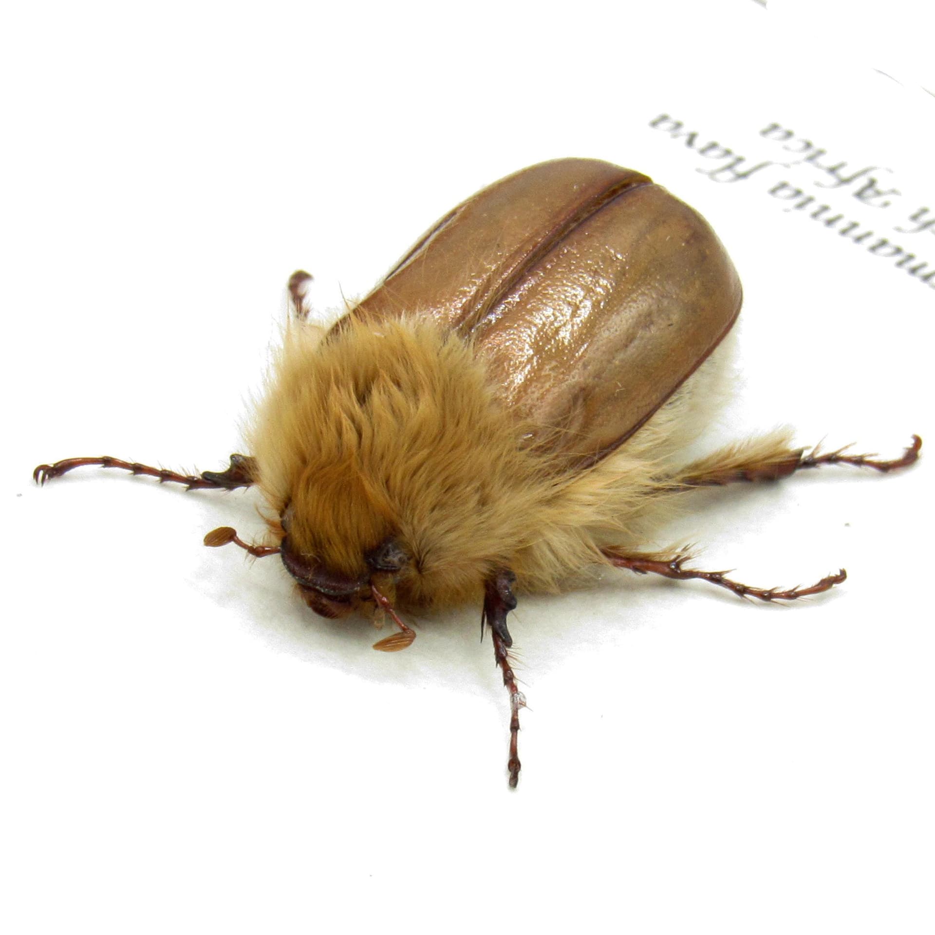 Rare Woolly Leaf Chafer beetle framed specimen - Sparrmannia flava