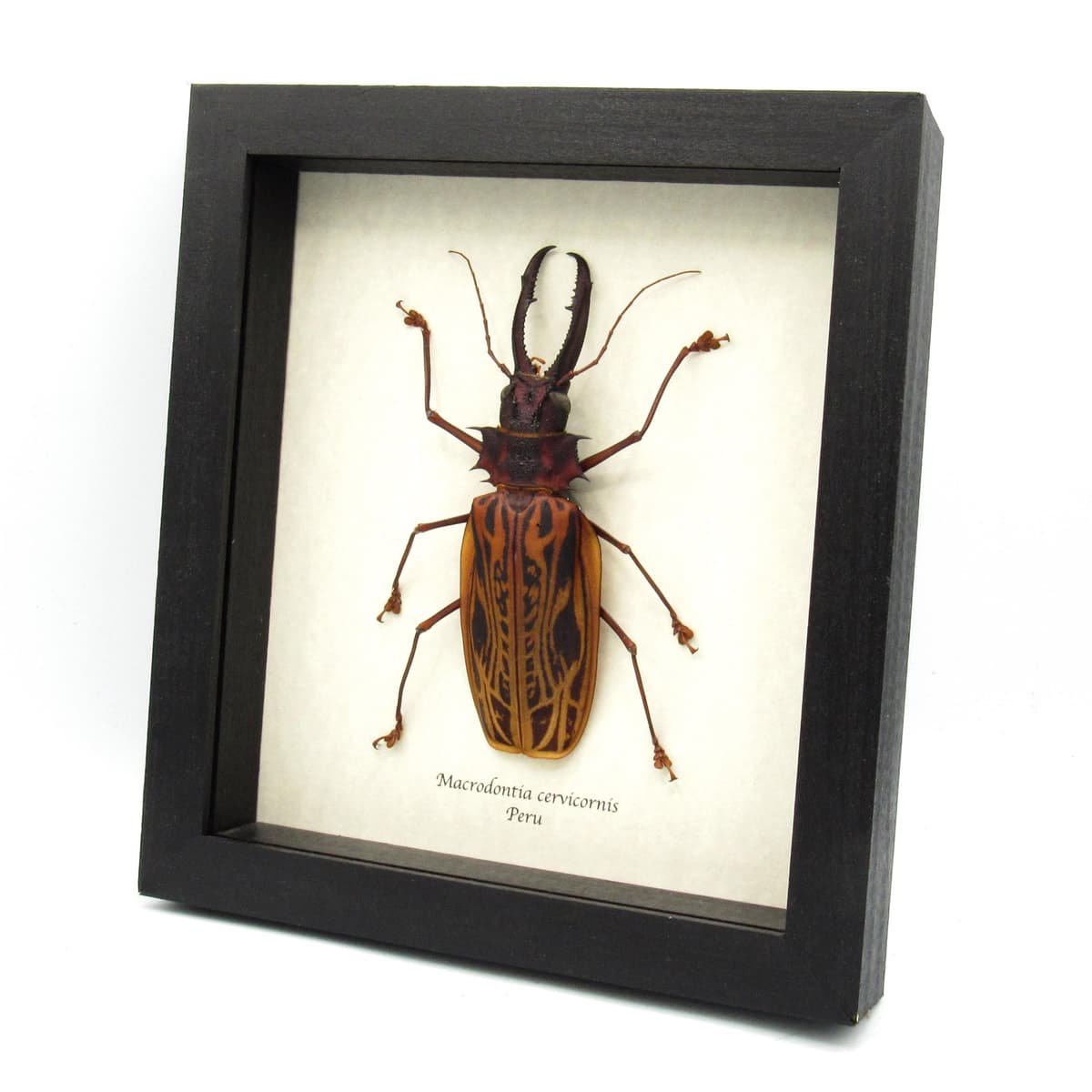 Real GIANT beetle framed taxidermy - Macrodontia cervicornis - XL