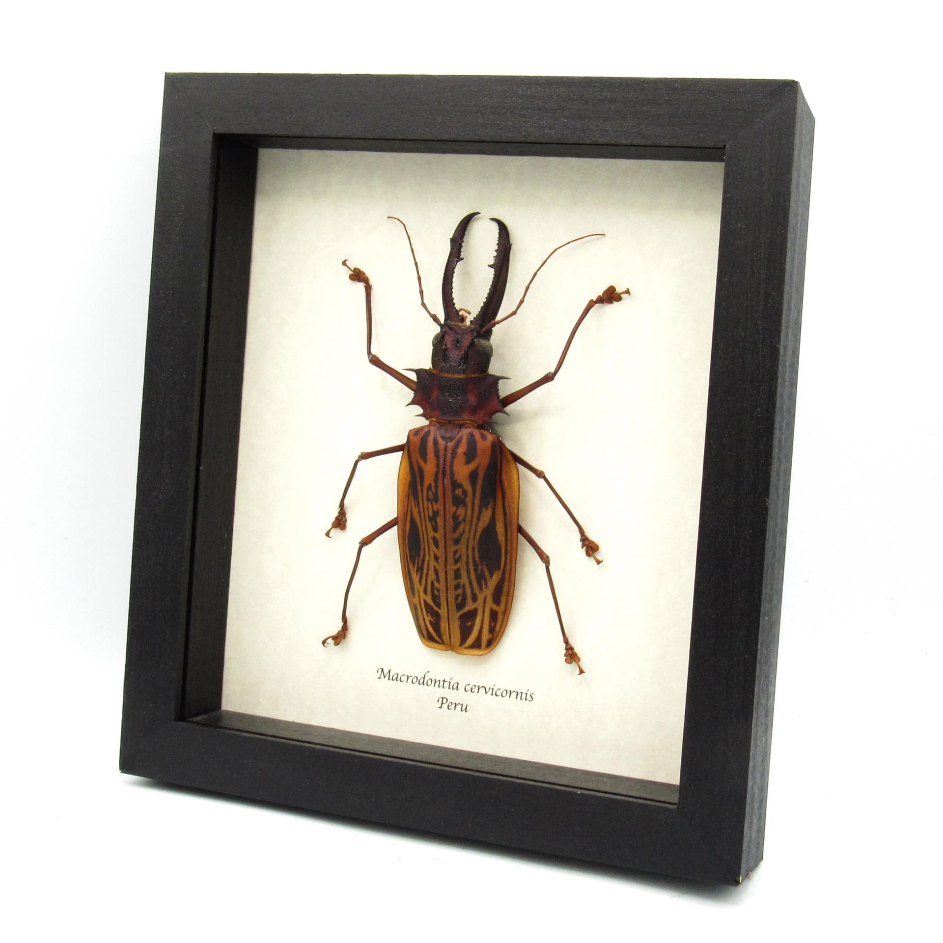 Real GIANT beetle framed taxidermy - Macrodontia cervicornis - XL