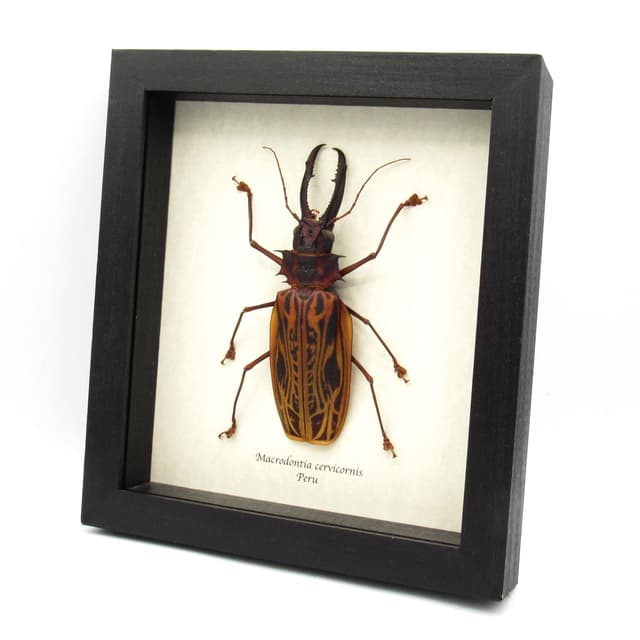 Real GIANT beetle framed taxidermy - Macrodontia cervicornis - XL