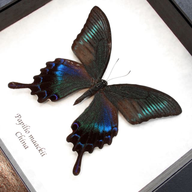 Real Alpine Black Swallowtail framed taxidermy - Papilio maackii - female