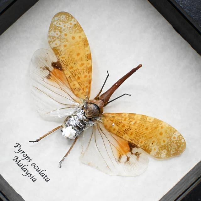 Real large White Lanternfly framed taxidermy - Pyrops oculata