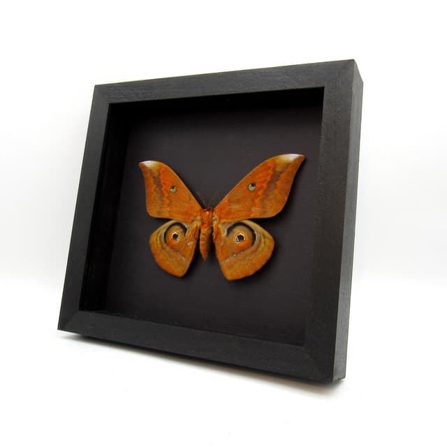 Real Giant Saturn moth framed taxidermy - Salassa thespis - XL size